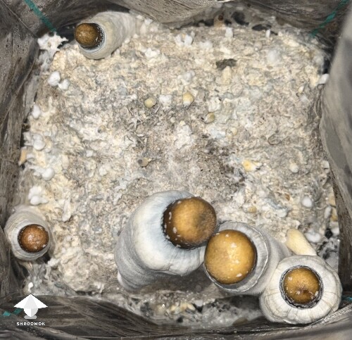 Thumbnail: No pins after 15 days and maybe contam? 6a19fa62a869a