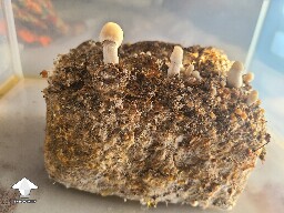Is this Pinning normal? 6a1f008013039