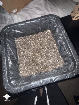 No pins after 15 days and maybe contam? 6a1eeea686eca