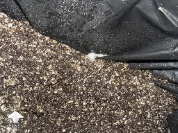 No pins after 15 days and maybe contam? 6a1eef3af1a8e