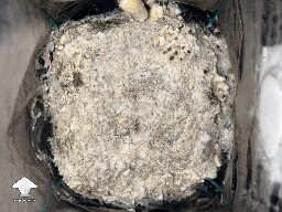 No pins after 15 days and maybe contam? 6a1eef44e2a8e