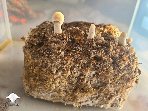 Thumbnail: Is this Pinning normal? 6a1f008013039