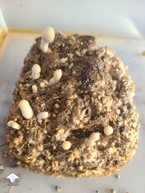 Thumbnail: Is this Pinning normal? 6a1f00823c189