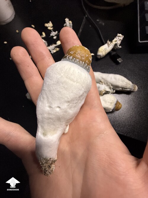 Thumbnail: No pins after 15 days and maybe contam? 6a1eeeac61221
