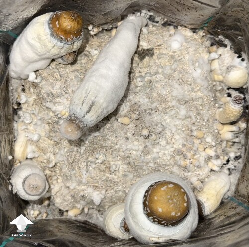 Thumbnail: No pins after 15 days and maybe contam? 6a1eef3e07671