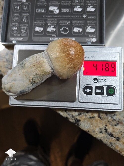 7th Flush 6a1f978a25e6b
