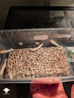 Weak 2nd flush 6a22bc10ed989