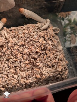 Weak 2nd flush 6a22bc160cd38