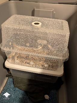 Weak 2nd flush 6a22bc19c260a