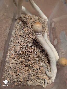 Weak 2nd flush 6a234011bd629