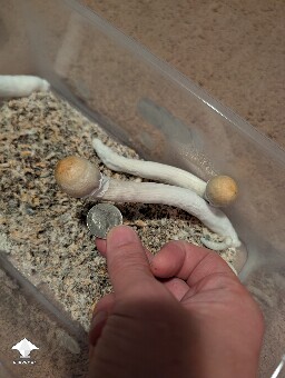 Weak 2nd flush 6a23401539077