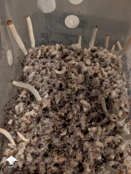 Weak 2nd flush 6a23401880228