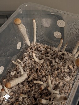 Weak 2nd flush 6a23401c2a99a