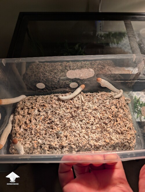 Weak 2nd flush 6a22bc10ed989