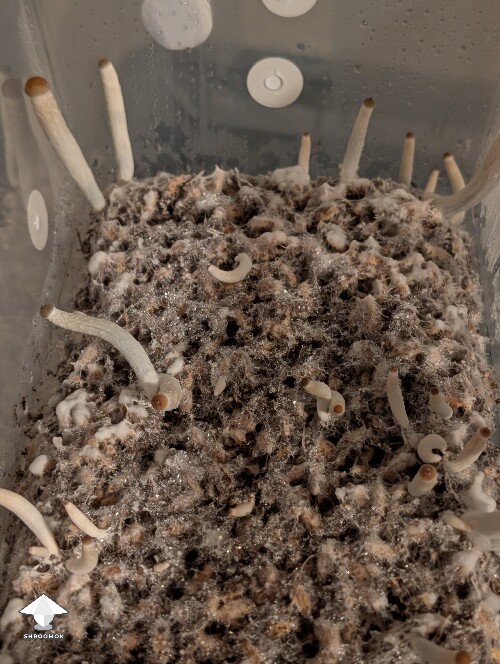 Weak 2nd flush 6a23401880228