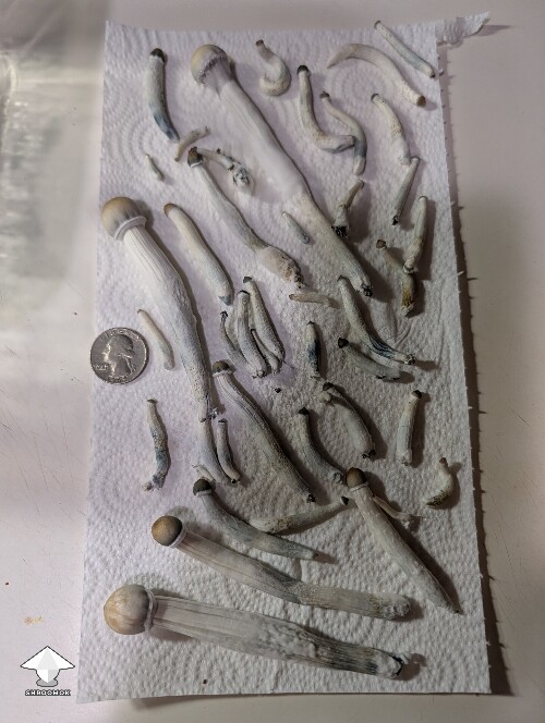 Weak 2nd flush 6a23401f8fc8d