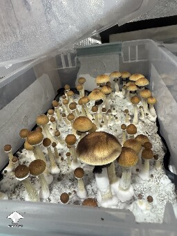 1st grow fruits 6a24b2d801b20