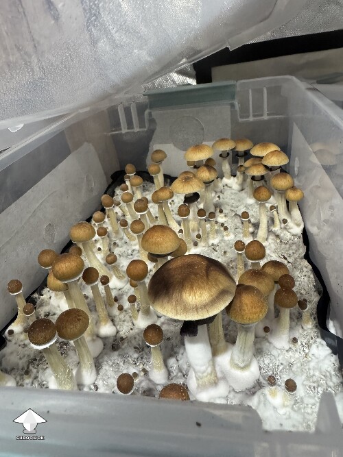 Thumbnail: 1st grow fruits 6a24b2d801b20