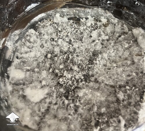 Uncolonised chunk, no pins. 6a2aa268ed905