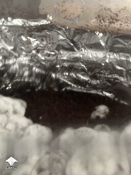 Uncolonised chunk, no pins. 6a2cff3457dc3