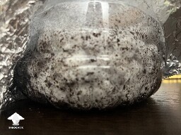Uncolonised chunk, no pins. 6a2cff370cf7f