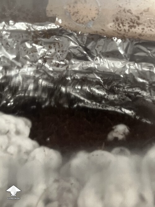 Uncolonised chunk, no pins. 6a2cff3457dc3