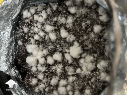 Uncolonised chunk, no pins. 6a2e43f4e8b47