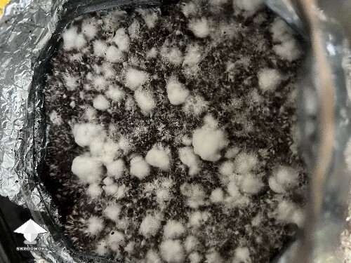 Uncolonised chunk, no pins. 6a2e43f4e8b47