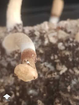 Help identifying 6a303279d67b6