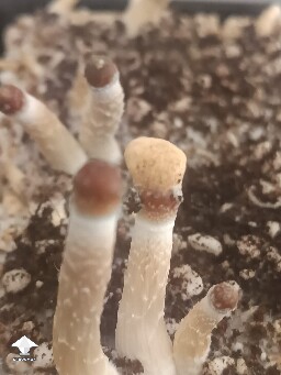Help identifying 6a30327c82a8a