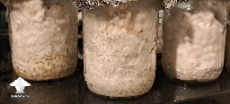 Tampenensis jars 6a2f4a93bd6c7