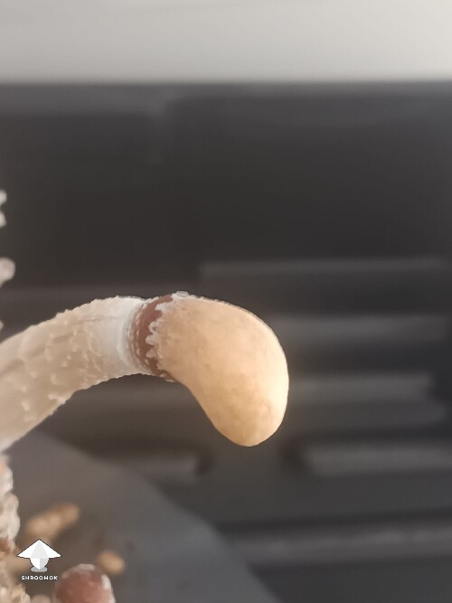 Thumbnail: Help identifying 6a3032787b0a3