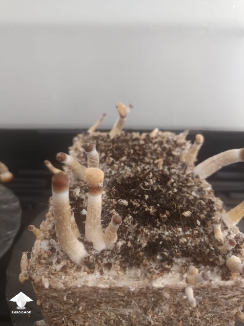 Thumbnail: Help identifying 6a30327b10da6