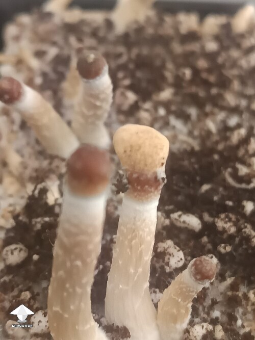 Thumbnail: Help identifying 6a30327c82a8a