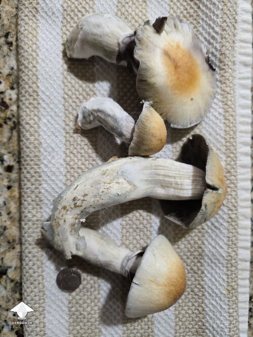 7th Flush 6a3166d91a157