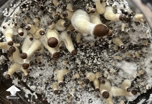Uncolonised chunk, no pins. 6a34fd11b33b4