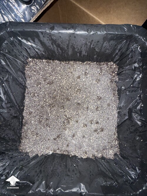 No pins after 15 days and maybe contam? 6a3862dd8479e