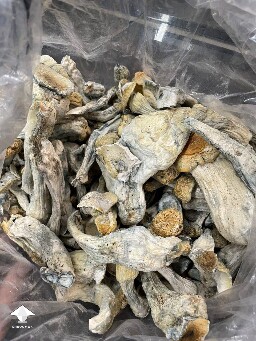 Prime Magic Mushrooms 6a3931df0df19