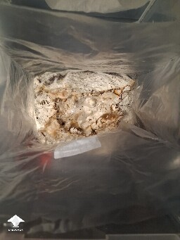 Are these mushrooms moldy or okay? 6a439f96d9ae2