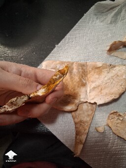 Are these mushrooms moldy or okay? 6a439f9c0010a