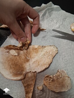 Are these mushrooms moldy or okay? 6a439f9e5c6ff