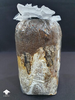 Are these mushrooms moldy or okay? 6a43ab0763481
