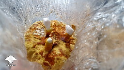 Are these mushrooms moldy or okay? 6a43ab09d0b6e