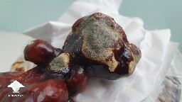 Are these mushrooms moldy or okay? 6a43ab0c11800