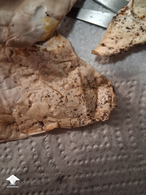 Are these mushrooms moldy or okay? 6a439f997b5e1