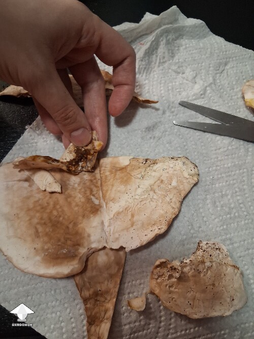 Are these mushrooms moldy or okay? 6a439f9e5c6ff
