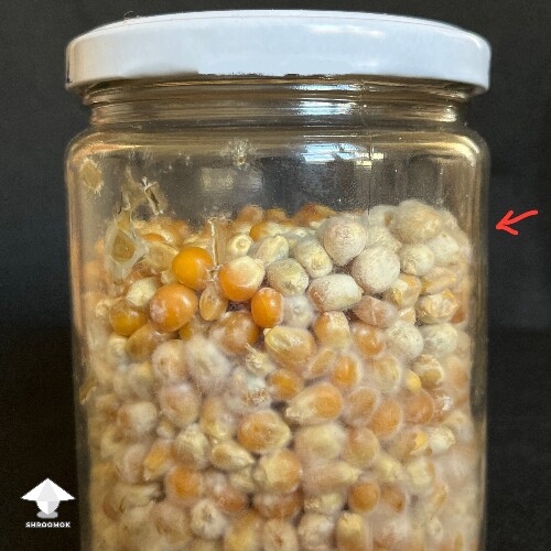 Thumbnail: Popcorn jar. Contamination? 6a4f6f588f55e