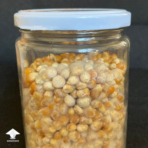 Thumbnail: Popcorn jar. Contamination? 6a4f6f59a972f