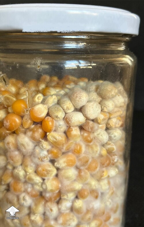 Thumbnail: Popcorn jar. Contamination? 6a4f6f5a1c4fb