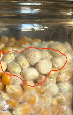 Popcorn jar. Contamination? 6a50bde744fdf